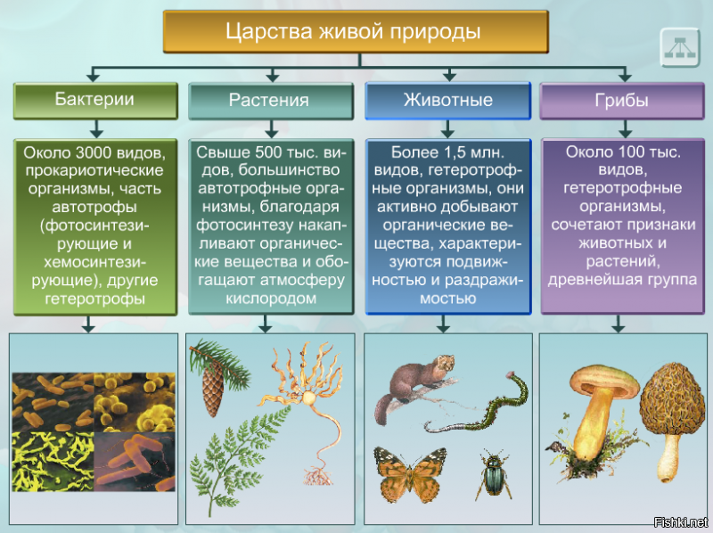 Царства: бактерии, растения, грибы, животные