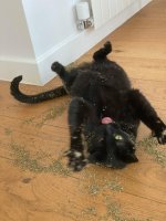 Это не мусор



Это кошачья мята. Кошаков с неё плющит во всю длину.