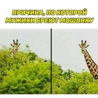 Брить или не брить?
