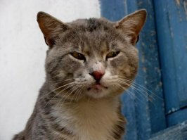 Интересно, официальная страница Вики пишет что она родилась в Ковно (нынешний Каунас).
Так где, все таки ? Москва или Ковно ?