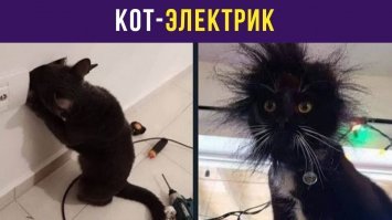 Прикольные и смешные картинки