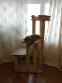 Подарок хвостатым на Новый год