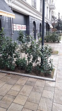 Если для Москвы это аномалия, то для Юга вполне нормальное явление, не знаю может мы привыкли без снега, т.к за последние лет 5 он шел то пару раз, а про "лежать" и речи нет... но никто не сокрушается по поводу его отсутствия, даже наоборот нафиг не нужен, ибо если выпадет ложка снега, то город практически становится по причине изобилия летней резины, потому как зимнюю ставят считанные единицы. Вот такая зима в Краснодаре уже много лет подряд