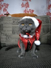 Вот наш кот мороз