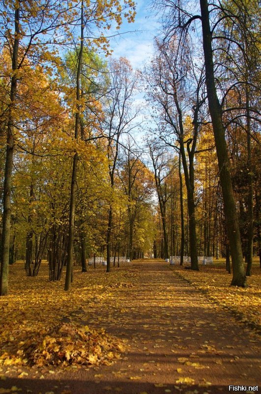Золотая осень в Царском Селе