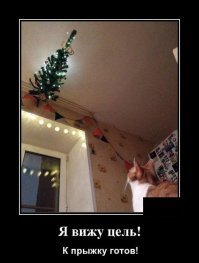 Кошки и елки