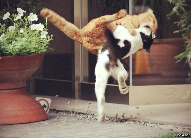 котэдо