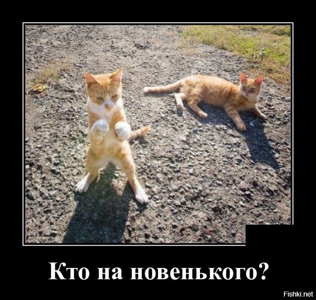 Годзилла будет воевать против Котзиллы! И я не уверен, что рептилия победит...