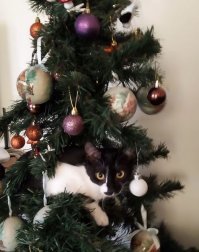 Кошки и елки
