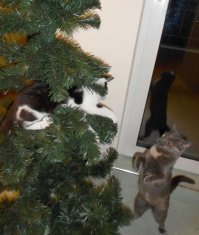 Кошки и елки