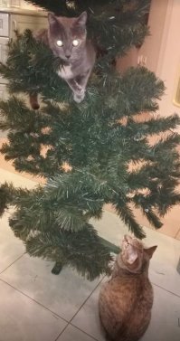 Кошки и елки