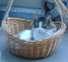 Домики, это если кошка привыкнет к ним. Моя посидела пару раз, и предпочла корзинку. И в домик уже никогда не лазила...