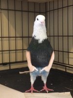 15 птиц с самыми удивительными лапами