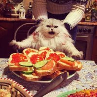 Домашние животные, под голодным взглядом которых совершенно невозможно нормально поесть