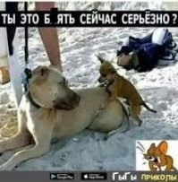 Прикольные и смешные картинки
