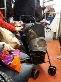 Что не так? Специальная коляска для перевозки животного: прозрачные стенки для обзора, небольшой размер, продается в зоомагазинах. Следующий шаг после рюкзака с иллюминатором для перевозки кота. Если кому-то так комфортнее везти кошку, чем в душной сумке - почему нет?