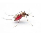 Вот такого надо, потом бы тебя лет так через ххх клонировали и постил байки школоте, что такое эпоксидка.