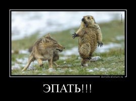 Невозмутимая тибетская лиса как символ вселенского пофигизма