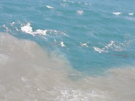 А это , то что выносится рекой Янцзы в море с отливом. Так что рыба всё.