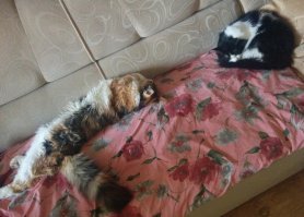 так и не понял какая погода