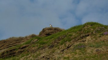 Кто-то хищные с родителями (дело было на Таймыре), хохлатый пришел сам, мы вернулись с работы, а он у палатки сидит, ну и Краснозобая казарка с выводком.