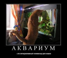 Кот просто копирует поведение хозяина перед телеком))