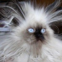 Послевкусие