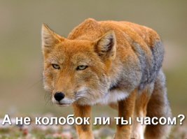 Невозмутимая тибетская лиса как символ вселенского пофигизма
