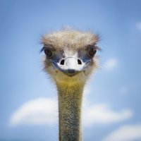 Добавлю своих.
Очень люблю птичек фотографировать :)
