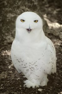 Добавлю своих.
Очень люблю птичек фотографировать :)