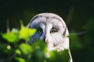 Добавлю своих.
Очень люблю птичек фотографировать :)