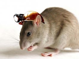 Та вы шо! Ось це мыша! 50 метров в глубь...