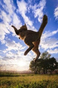До и после: кошки, выжившие благодаря людям, которые их спасли и полюбили