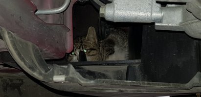 До и после: кошки, выжившие благодаря людям, которые их спасли и полюбили