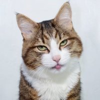 Кошкам идет все. Даже высунутый язык!