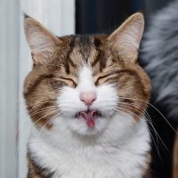 Кошкам идет все. Даже высунутый язык!