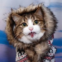 Кошкам идет все. Даже высунутый язык!