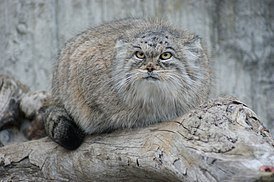 Русский кот тоже хорош!