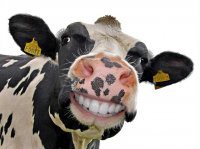 Прикольные и смешные картинки