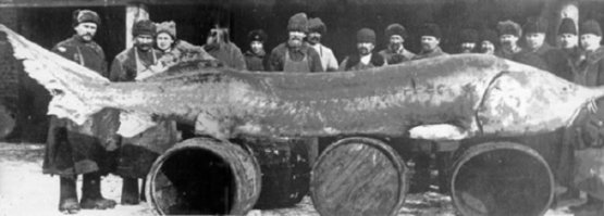 "Китайский веслонос - крупнейшая пресноводная рыба длиной от 3 до 7 метров..."

Ню-ню...
Белуга.
"Белуга   одна из самых крупных пресноводных рыб, достигает полутора тонн массы и длины 4,2 м. ...указывались особи до 2 т и 9 м в длину* (если эти сведения верны, то белугу можно считать самой крупной пресноводной рыбой Земного шара).

*(Кожин Н. И. Отряд Осетрообразные (Acipenseriformes) // Жизнь животных. Т. 4, ч. 1. 1971. С. 101 109.)"
