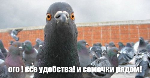 Семок отсыпьте