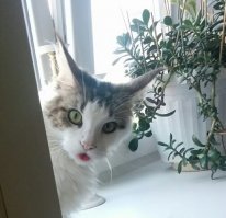 Доброго утра и хорошего дня