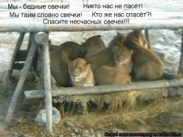 Прикольные и смешные картинки
