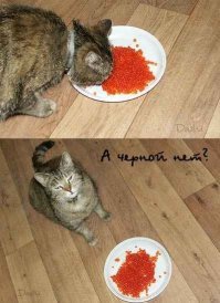 Прикольные и смешные картинки