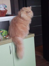 Кошка взята с помойки, была выброшена старыми хозяевами при переезде. Пролечена, откормлена, вычесана...