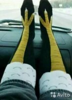 15 птиц с самыми удивительными лапами