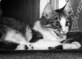 Моя кошка Машка 40 лет назад. Да, ещё до того, как высовывать язык стало мэйнстримом.