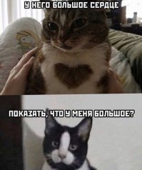 Котовсячина