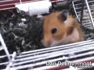 Прикольные и смешные картинки