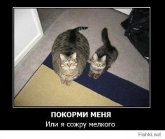 Котовсячина